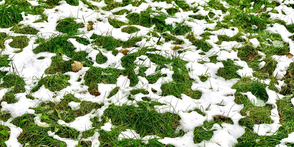 winter lawn damage