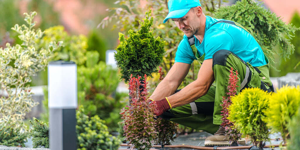 Gardener in blue shirt and gloves planting small shrubs in landscaped garden, emphasizing proper plant care for healthy growth.