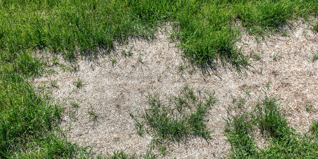 dormant grass vs dead grass