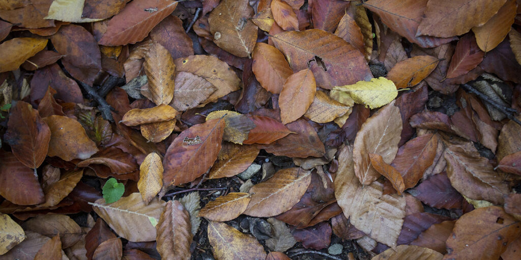 leaf mulch for garden