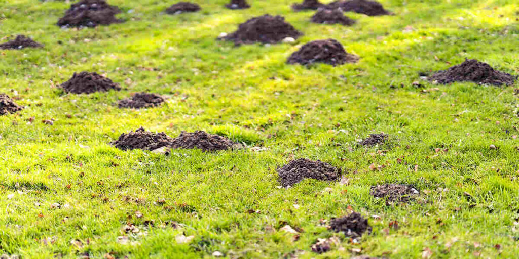lawn pests