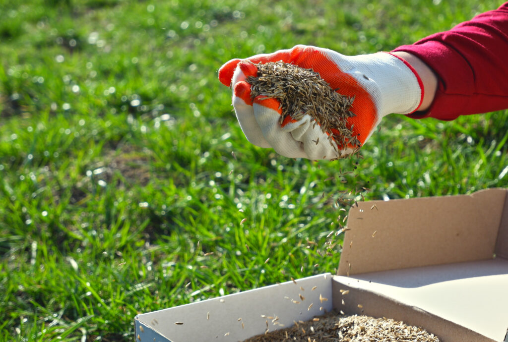Fertilization Practices for Lush Lawns