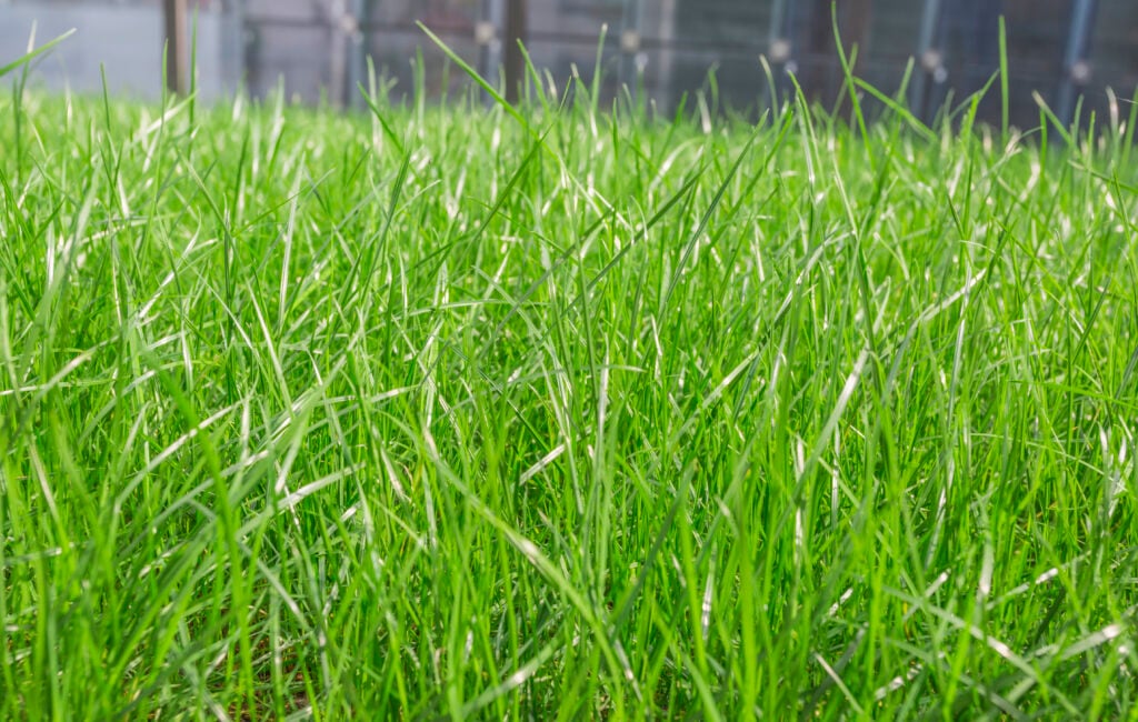effective weed control strategies
